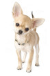 Photo en ligne au meilleur prix chihuahua puppy with necklace portrait isolated