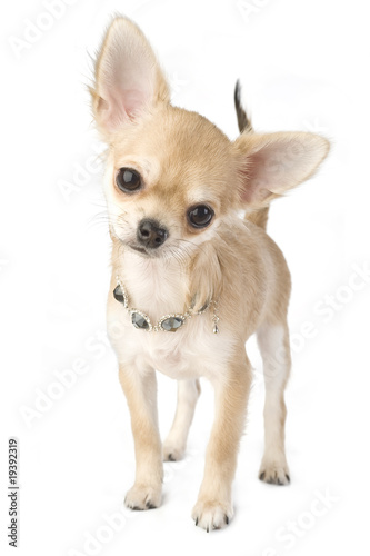 Foto: chihuahua puppy with necklace portrait isolated chihuahua puppy with necklace portrait isolated