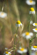 White flower field White flower field
