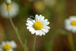 Dewdrops on white flower Dewdrops on white flower