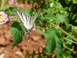 Schmetterling