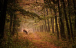 Red deer in a forest Red deer in a forest