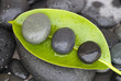 Kiesel und grünes Blatt