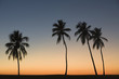 Tropical sunset
