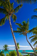 isola tropicale isola tropicale