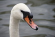 Swan Watching