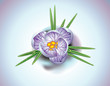 First spring flower
