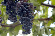 Parra de uvas 1113 Parra de uvas 1113