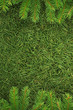 Christmas spruce texture Christmas spruce texture