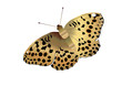 pretty butterfly