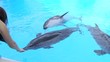 Dolphins in pool Dolphins in pool