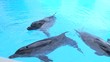 Dolphins in water Dolphins in water