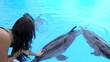 Dolphins in pool Dolphins in pool