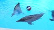 Dolphins in water Dolphins in water