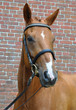 Hannoveranner Portrait