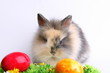 Osterhasen mit Eier