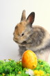 Osterhase mit Ei