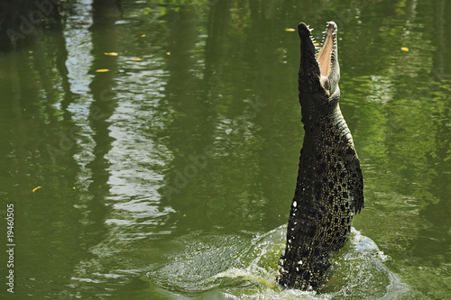 Foto: Jumping Saltie Jumping Saltie
