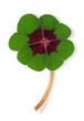 Four leaf clover on white background