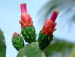 Plante tropicale - Cactus