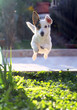Jack Russel Jump 2
