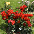 Stadt Eltville; Floribundarose