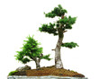 Two bonsai Two bonsai