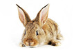 Brown baby bunny isolated on white background Brown baby bunny isolated on white background