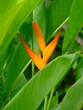 Fleurs - Balisier