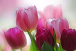 Foto: Tulpe I Tulpe I