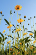 alongé dans les fleurs