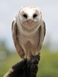Barn owl sits on its owner's hand