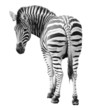 Zoo single  burchell zebra isolated on white background