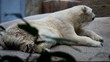 Polar Bear in Singapore Zoo