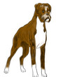 chien