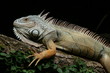 Leguan