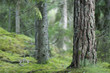 Bäume Moos Wald