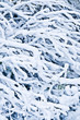Photo: Snow on branches Snow on branches