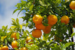 Orange am Baum - orange fruit on tree 01