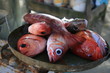 Pesée de poissons