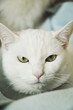Portrait d'un chat blanc