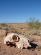 desert