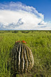 Blooming Barrel Cactus Blooming Barrel Cactus