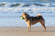 Dog with Tennis Ball Dog with Tennis Ball