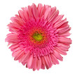 close up view of pink daisy