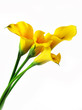 Yellow callas bouquet
