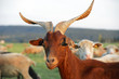 Chèvre