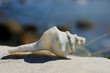 Hermit crab shell