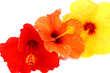fleurs hibiscus fond blanc