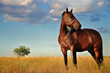 Horse and Field Horse and Field